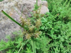 Cyperus