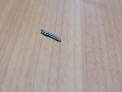 Helicoverpa armigera