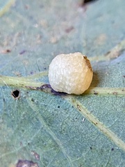 Acraspis pezomachoides