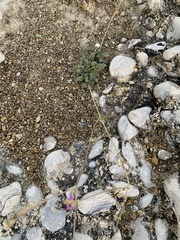 Mirabilis viscosa