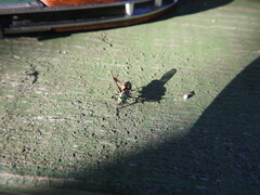 Tabanidae
