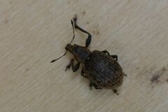 Liophloeus tessulatus