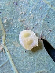 Acraspis pezomachoides