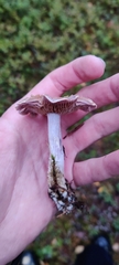 Cortinarius camphoratus