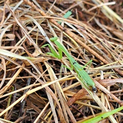 Schizomantodea