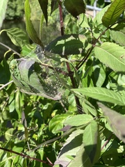 Frontinella pyramitela