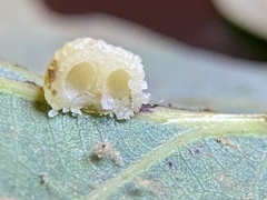 Acraspis pezomachoides