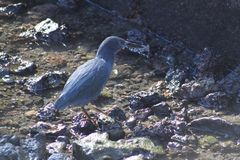 Butorides striata sundevalli