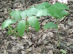 Polygonatum