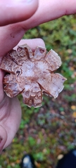 Cortinarius camphoratus