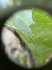 Phylloneta pictipes