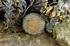 Mammillaria