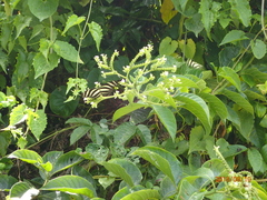 Heliotropium verdcourtii