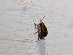 Paria