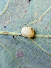 Acraspis pezomachoides