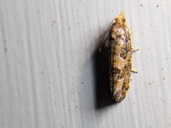 Eucopina tocullionana