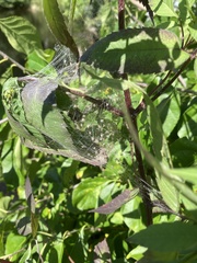 Frontinella pyramitela