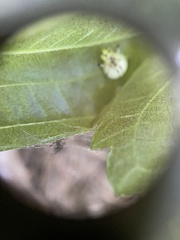 Phylloneta pictipes