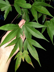 Acer wilsonii