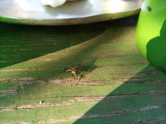 Tabanidae