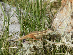 Psammodromus algirus