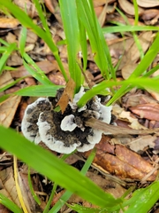Phellodon niger