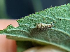 Pseudoedophrys hilleri
