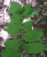 Polygonatum