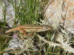 Psammodromus algirus