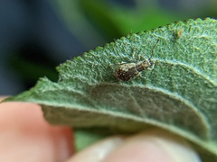 Pseudoedophrys hilleri