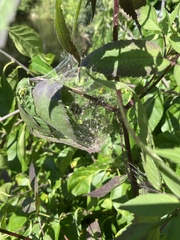 Frontinella pyramitela