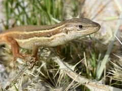Psammodromus algirus