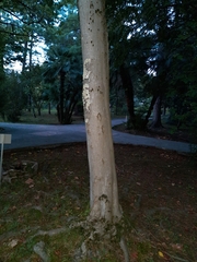 Acer wilsonii