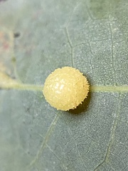 Acraspis pezomachoides