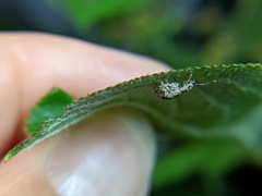 Pseudoedophrys hilleri