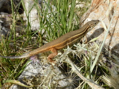 Psammodromus algirus