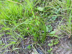 Juncus