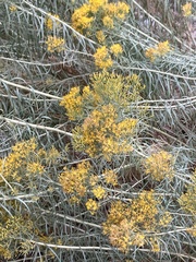 Chrysothamnus viscidiflorus