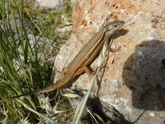 Psammodromus algirus