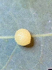 Acraspis pezomachoides