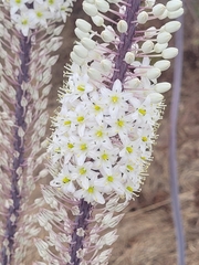 Drimia numidica