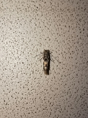 Phyllonorycter populifoliella