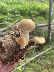 Psilocybe cubensis