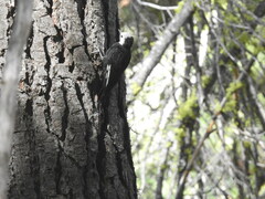 Dryobates albolarvatus