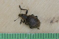 Liophloeus tessulatus