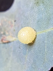 Acraspis pezomachoides