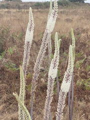 Drimia numidica