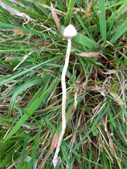 Psilocybe semilanceata