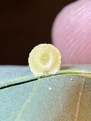 Acraspis pezomachoides