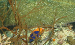 Centropyge acanthops